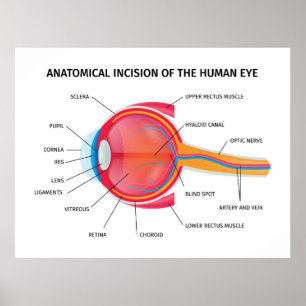 Poster Anatomia do globo ocular humano
