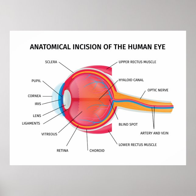 Poster Anatomia do globo ocular humano (Frente)