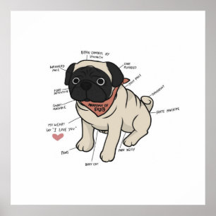 Poster Anatomia Do Gráfico De Cães Pug