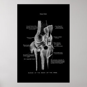 Poster Anatomia do joelho Decoração da Parede Médica