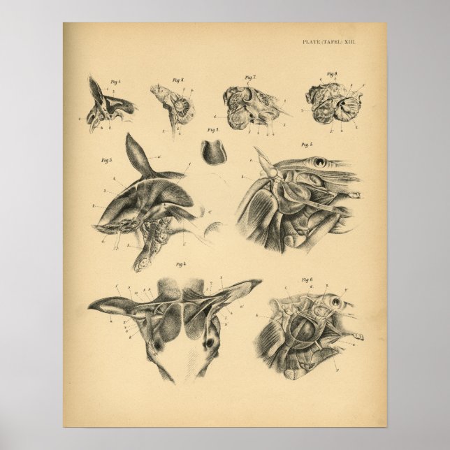 Pôster Anatomia do músculo do pescoço de cavalos 1908 Vin (Frente)