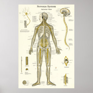 Poster Anatomia do Nervo Espinhal Quiropraxia