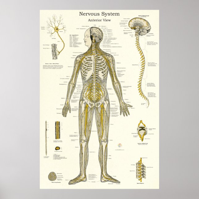 Poster Anatomia do Nervo Espinhal Quiropraxia (Frente)