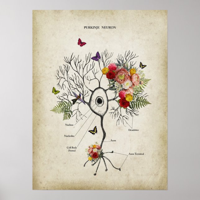 Poster Anatomia do Neurônio Celular Purkinje com Flores (Frente)