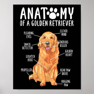 Poster Anatomia do Ouro Retriever Pai da Mãe