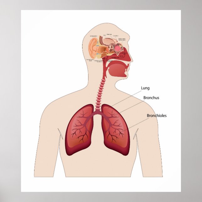 Poster Anatomia do ouvido humano (Frente)
