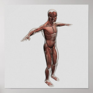 Pôster Anatomia do sistema muscular masculino, vista
