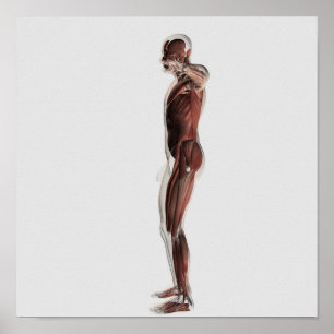 Poster Anatomia do sistema muscular masculino, vista