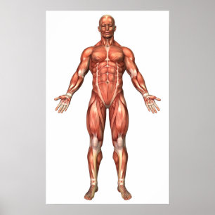 Poster Anatomia do sistema muscular masculino, vista