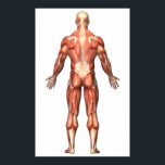 Pôster Anatomia Do Sistema Muscular Masculino, Vista De T<br><div class="desc">Anatomia do sistema muscular masculino, visão de trás.</div>