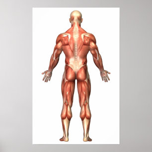Pôster Anatomia Do Sistema Muscular Masculino, Vista De T