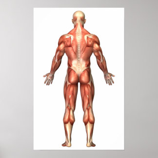 Pôster Anatomia Do Sistema Muscular Masculino, Vista De T