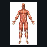 Poster Anatomia Do Sistema Muscular Masculino, Vista Fron<br><div class="desc">Anatomia do sistema muscular masculino, visão frontal.</div>