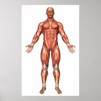 Anatomia Do Sistema Muscular Masculino, Vista Fron