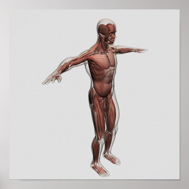 Pôster Anatomia Do Sistema Muscular Masculino, Vista Late (Frente)