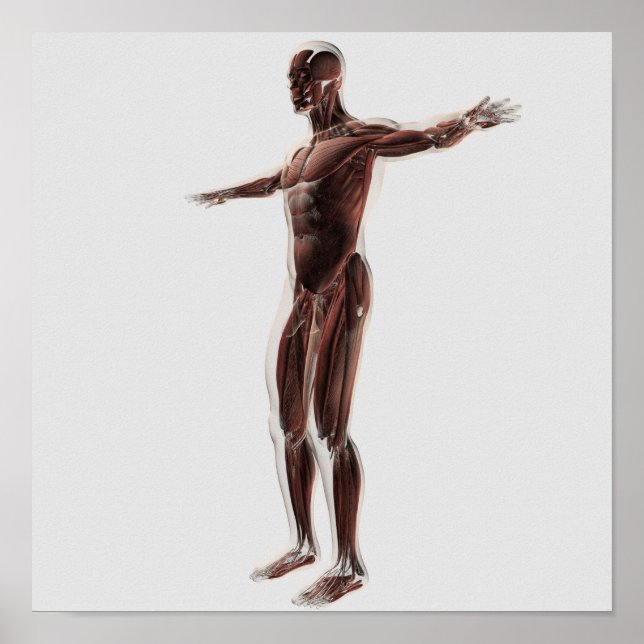 Poster Anatomia Do Sistema Muscular Masculino, Vista Late (Frente)