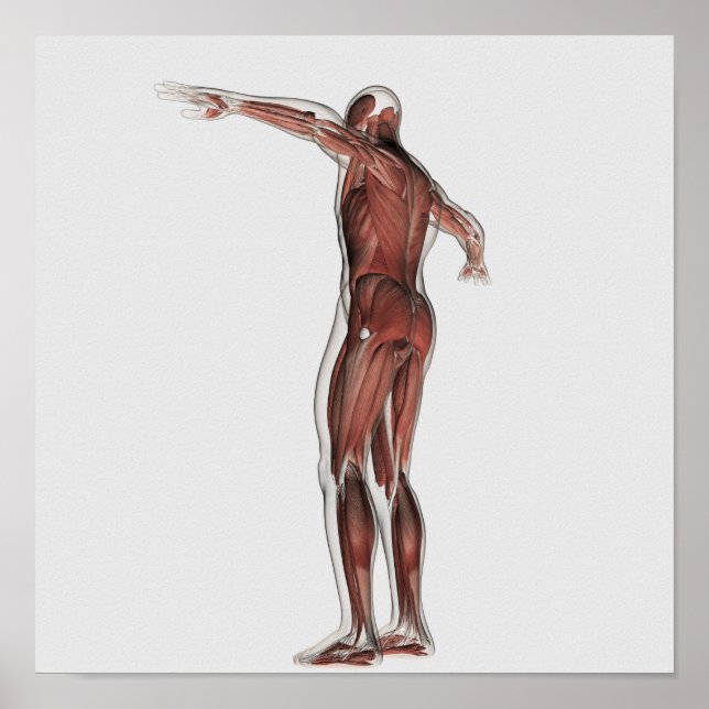 Poster Anatomia Do Sistema Muscular Masculino, Vista Post (Frente)