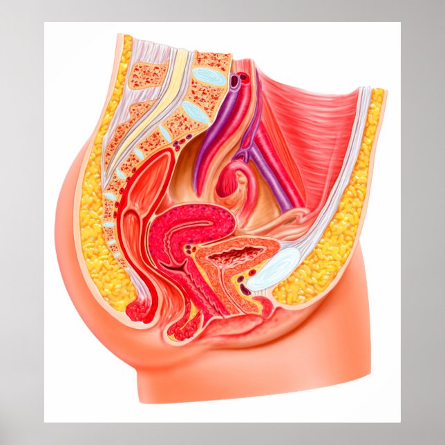 Poster Anatomia Do Sistema Reprodutivo Feminino 1 (Frente)