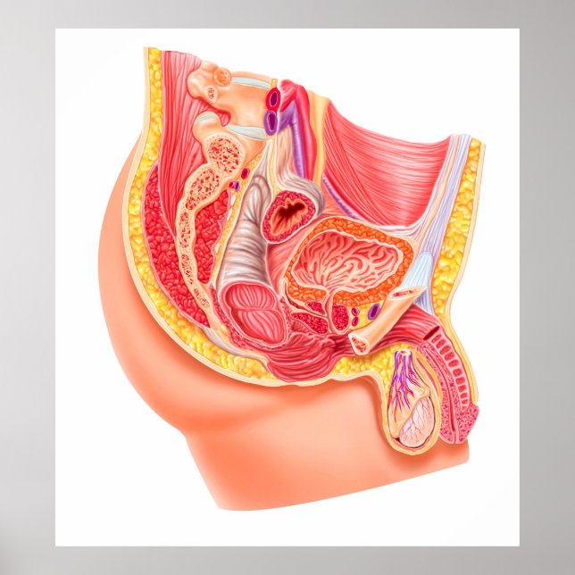 Poster Anatomia Do Sistema Reprodutivo Masculino (Frente)
