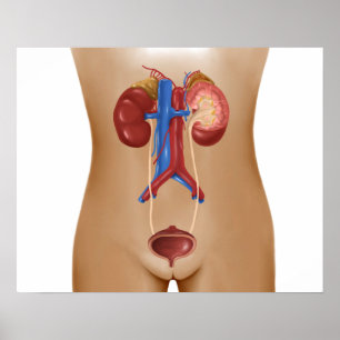 Pôster Anatomia do sistema urinário fêmea