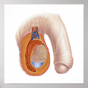 Poster Anatomia do testículo masculino