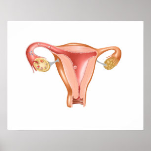 Poster Anatomia do útero fêmea 1