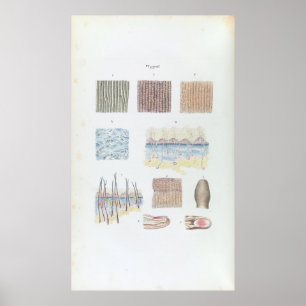 Poster Anatomia do vintage da pele e das unhas do cabelo