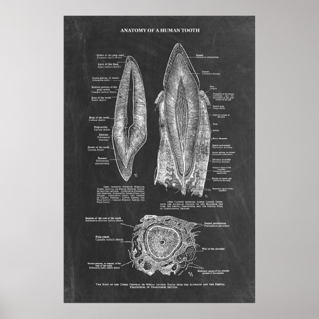 Poster Anatomia dos dentes humanos (Frente)