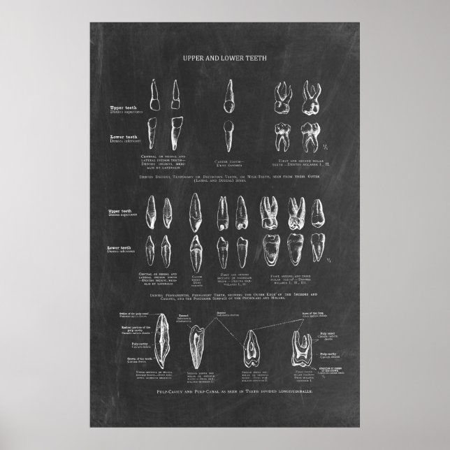 Poster Anatomia dos dentes humanos (Frente)