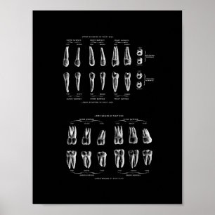 Poster Anatomia dos dentes na cópia preto e branco