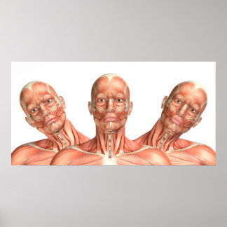 Poster Anatomia dos músculos da cabeça masculina em vária