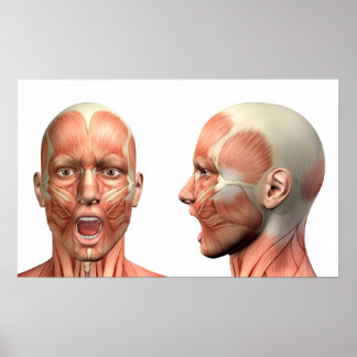 Poster Anatomia dos músculos da cabeça masculina em vária
