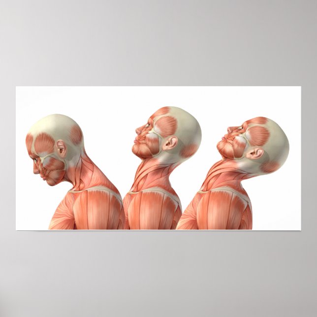 Pôster Anatomia dos músculos da cabeça masculina em vária (Frente)