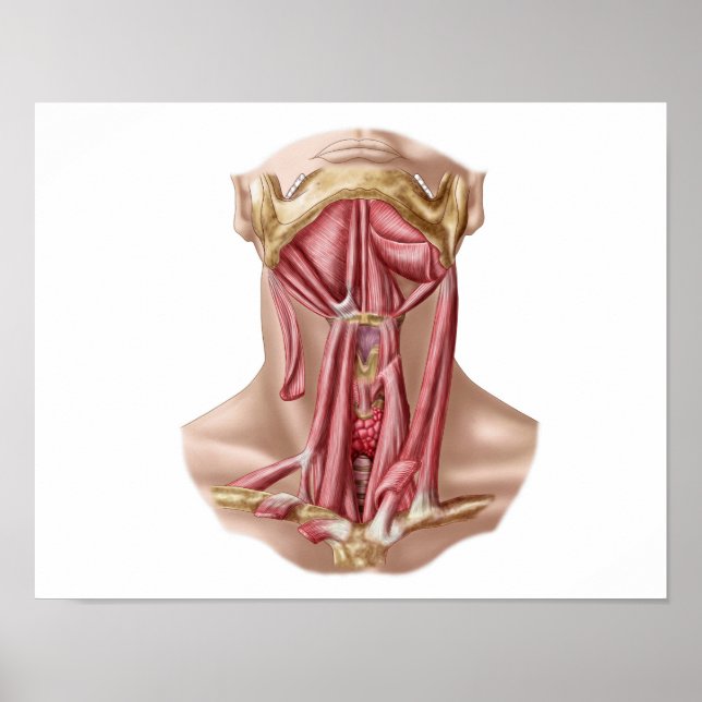 Anatomia Nerd