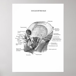Poster Anatomia dos Músculos Faciais