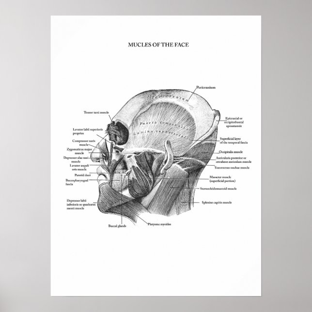 Poster Anatomia dos Músculos Faciais (Frente)