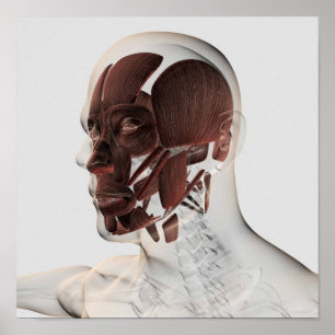 Pôster Anatomia dos músculos faciais masculinos, vista