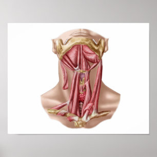 Poster Anatomia dos músculos humanos do osso Hyoid e do