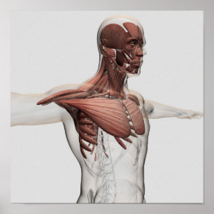 Pôster Anatomia dos músculos masculinos na parte superio