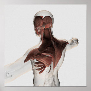 Pôster Anatomia dos músculos masculinos na parte superio