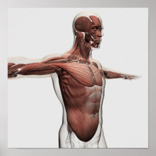 Poster Anatomia dos músculos masculinos na parte superio