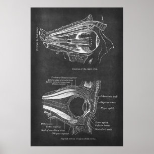 Poster Anatomia dos Músculos Oculares Humanos da Órbita D