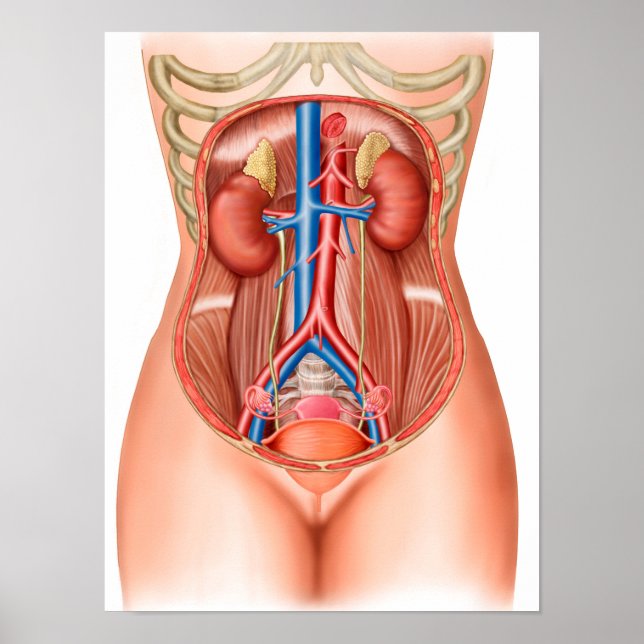 Poster Anatomia Dos Órgãos Humanos (Frente)