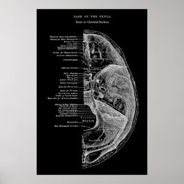 Poster Anatomia dos Ossos Craniais