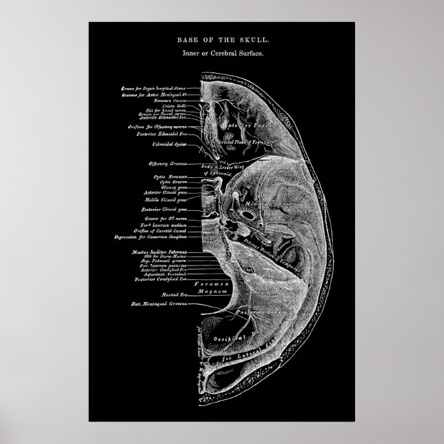 Poster Anatomia dos Ossos Craniais (Frente)