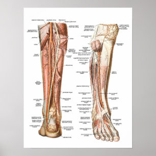 Poster Anatomia dos pés