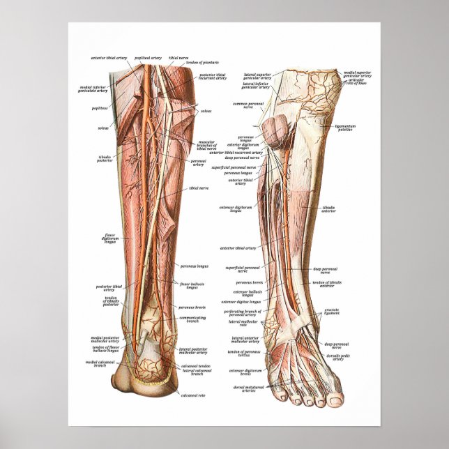 Poster Anatomia dos Pés (Frente)