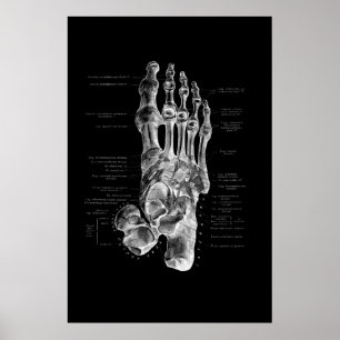 Poster Anatomia dos pés Decor de Parede Médica do Podiatr