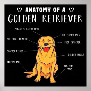 Poster Anatomia Engraçada De Cachorro De Um Retrista Ouro