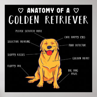 Poster Anatomia Engraçada De Cachorro De Um Retrista Ouro